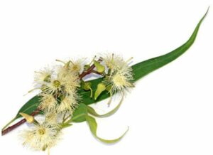 Feuilles et fleurs d'eucalyptus citronné